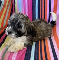 Hannah, a female Havapoo for sale in Siler City, NC – 3 of 5