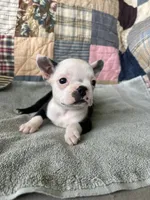 Lola, a female Boston Terrier for sale in Siler City, NC – 2 of 4