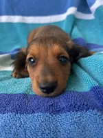 Oakley, a male Miniature Dachshund for sale in Siler City, NC – 4 of 4