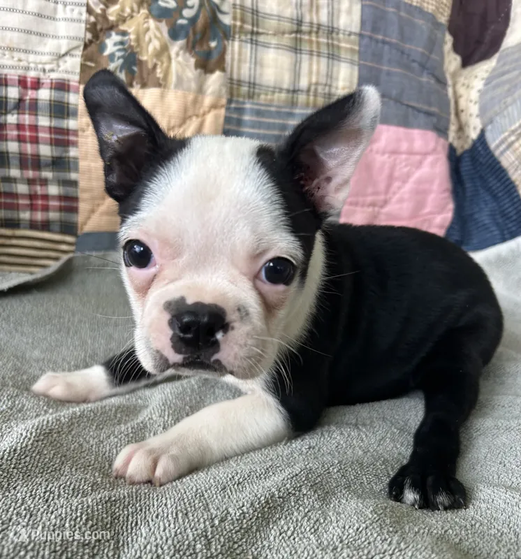 Reba – Boston Terrier puppy for sale in Siler City, NC