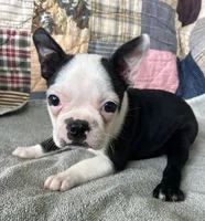 Reba, a female Boston Terrier for sale in Siler City, NC – 1 of 4