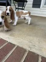 Arthur, a male Basset Hound for sale in Siler City, NC – 3 of 7