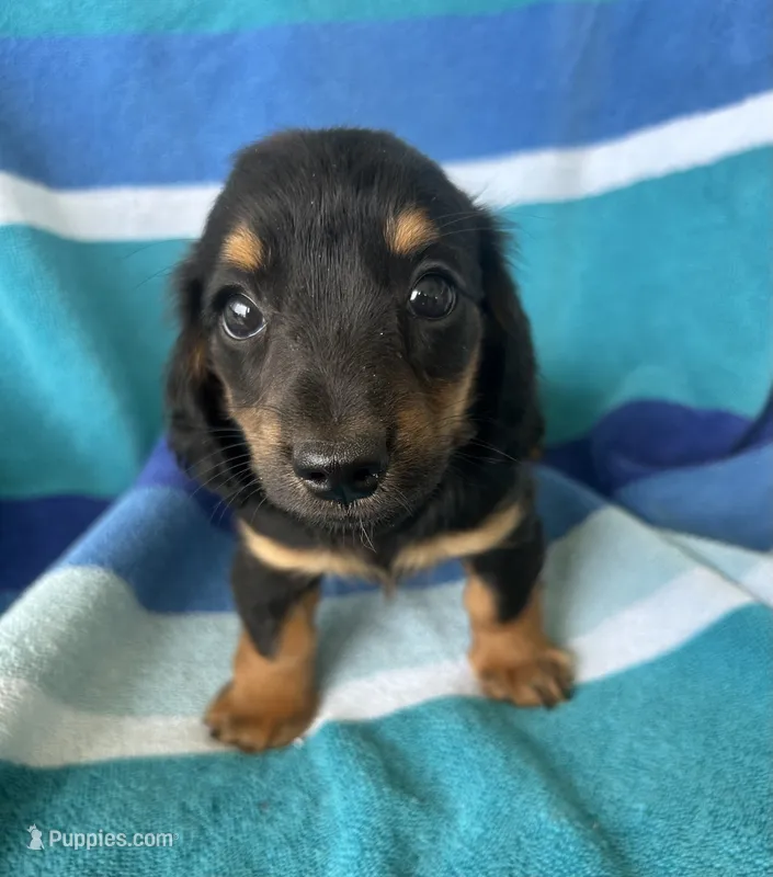 Kinley – Miniature Dachshund puppy for sale in Siler City, NC