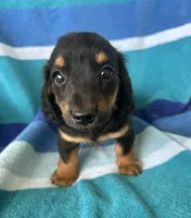 Kinley, a female Miniature Dachshund for sale in Siler City, NC – 1 of 4