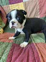 Beau, a male Boston Terrier for sale in Siler City, NC – 3 of 4