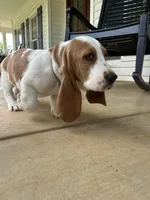 Buddy, a male Basset Hound for sale in Siler City, NC – 6 of 8