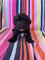 Rex, a male Yorkipoo for sale in Siler City, NC – 4 of 4