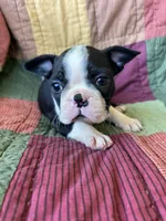 Nala, a female Boston Terrier for sale in Siler City, NC – 3 of 6