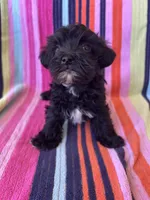 Rex, a male Yorkipoo for sale in Siler City, NC – 2 of 4