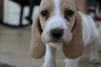 Lacy, a female Basset Hound for sale in Siler City, NC – 1 of 7