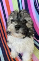Sarah, a female Havapoo for sale in Siler City, NC – 2 of 5