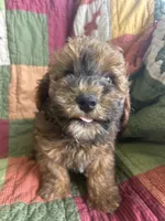 Rusty, a male Poodle - Toy  for sale in Siler City, NC – 2 of 6