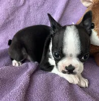 Lilly, a female Boston Terrier for sale in Siler City, NC – Photo 2 of 4