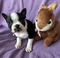 Lilly, a female Boston Terrier for sale in Siler City, NC – Photo 4 of 4