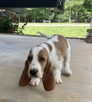 Buddy, a male Basset Hound for sale in Siler City, NC – 3 of 8