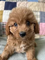 Rowdy, a male Cavapoo for sale in Siler City, NC – 4 of 5