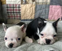 Reba, a female Boston Terrier for sale in Siler City, NC – 3 of 4