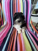 Mallory, a female Havapoo for sale in Siler City, NC – 5 of 5