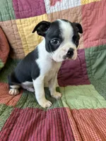 Spot, a male Boston Terrier for sale in Siler City, NC – 3 of 4