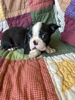 Nala, a female Boston Terrier for sale in Siler City, NC – 4 of 6