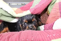Henry, a male Cavalier King Charles Spaniel for sale in Siler City, NC – 2 of 5