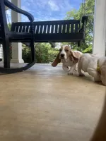 Arthur, a male Basset Hound for sale in Siler City, NC – 6 of 7