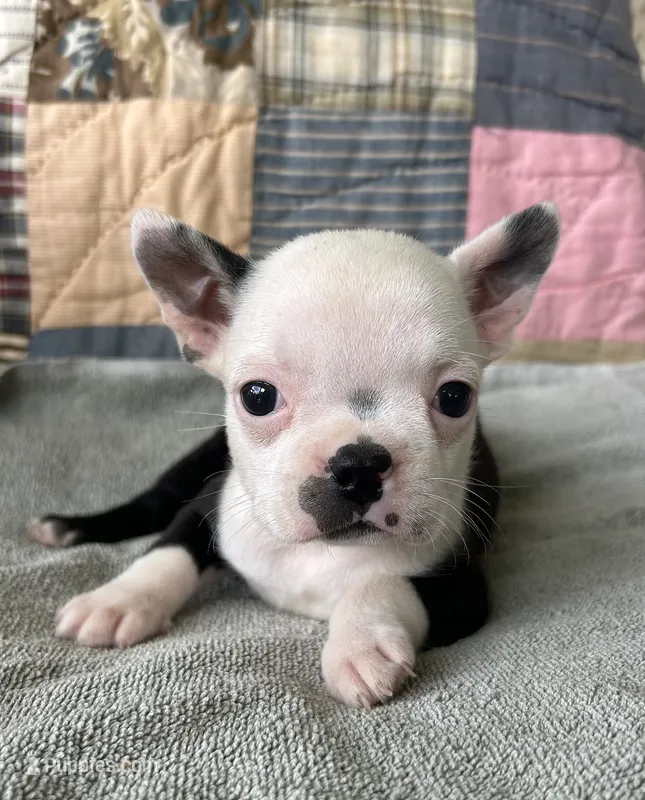 Lola – Boston Terrier puppy for sale in Siler City, NC