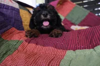 Sasha, a female Poodle - Toy  for sale in Siler City, NC – 4 of 4
