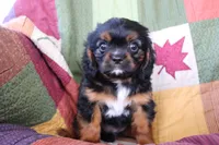 Henry, a male Cavalier King Charles Spaniel for sale in Siler City, NC – 3 of 5