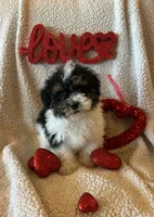 Cole, a male Poodle - Toy  for sale in Siler City, NC – Photo 4 of 4