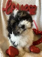 Cole, a male Poodle - Toy  for sale in Siler City, NC – Photo 1 of 4