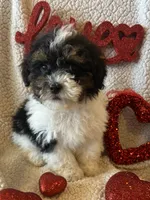 Cole, a male Poodle - Toy  for sale in Siler City, NC – Photo 2 of 4