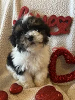 Cole, a male Poodle - Toy  for sale in Siler City, NC – Photo 3 of 4