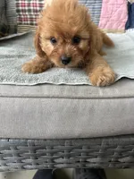 Cody, a male Cavapoo for sale in Siler City, NC – 5 of 5