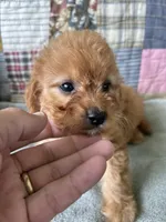 Cody, a male Cavapoo for sale in Siler City, NC – 2 of 5