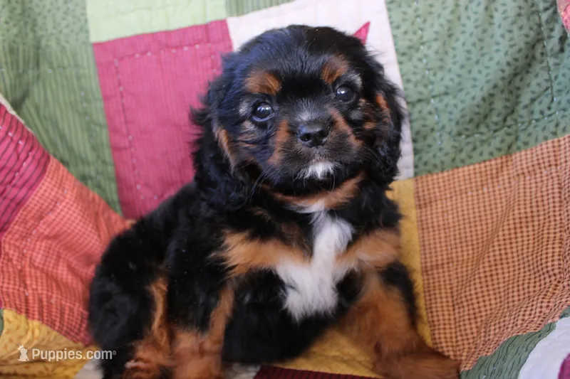 Henry – Cavalier King Charles Spaniel puppy for sale in Siler City, NC