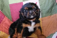 Henry, a male Cavalier King Charles Spaniel for sale in Siler City, NC – 1 of 5