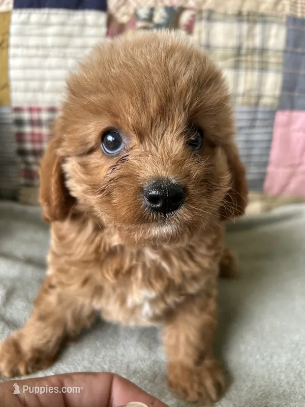 Rowdy – Cavapoo puppy for sale in Siler City, NC