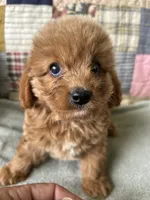 Rowdy, a male Cavapoo for sale in Siler City, NC – 1 of 5