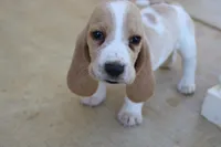 Lacy, a female Basset Hound for sale in Siler City, NC – Photo 3 of 5