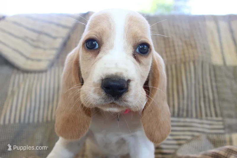 Lacy – Basset Hound puppy for sale in Siler City, NC
