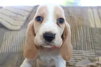 Lacy, a female Basset Hound for sale in Siler City, NC – Photo 1 of 5