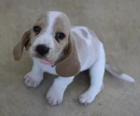 Lacy, a female Basset Hound for sale in Siler City, NC – Photo 2 of 5