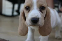 Lacy, a female Basset Hound for sale in Siler City, NC – Photo 4 of 5