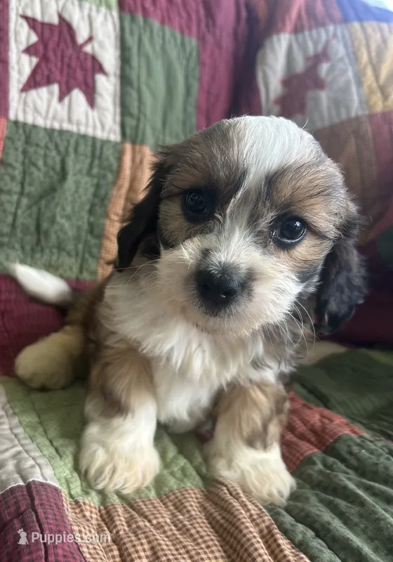 Kyle – Cavapoo puppy for sale in Siler City, NC