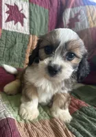 Kyle, a male Cavapoo for sale in Siler City, NC – 1 of 5