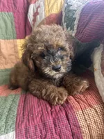 Rusty, a male Poodle - Toy  for sale in Siler City, NC – 6 of 6