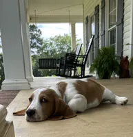 Buddy, a male Basset Hound for sale in Siler City, NC – 4 of 8