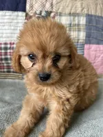 Joey, a male Cavapoo for sale in Siler City, NC – 4 of 5