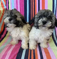Hannah, a female Havapoo for sale in Siler City, NC – 4 of 5
